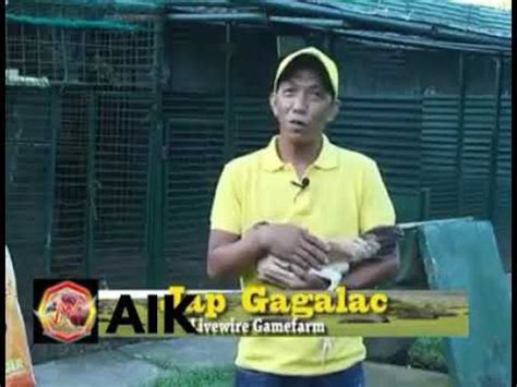 jap gagalac|Gagalac best friend ng mga sabungero .